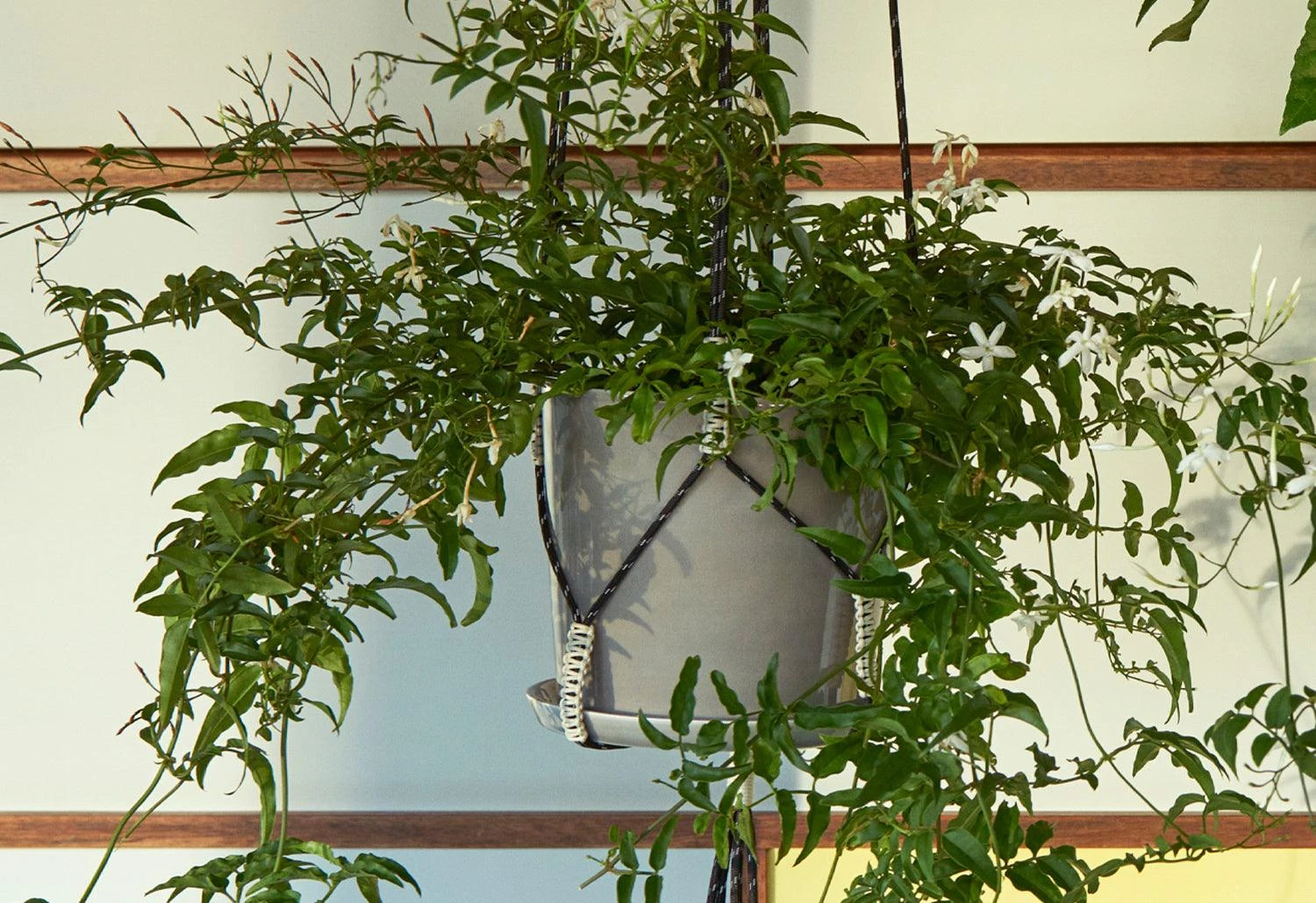 Hay Phanta Plant Hanger - Image 3